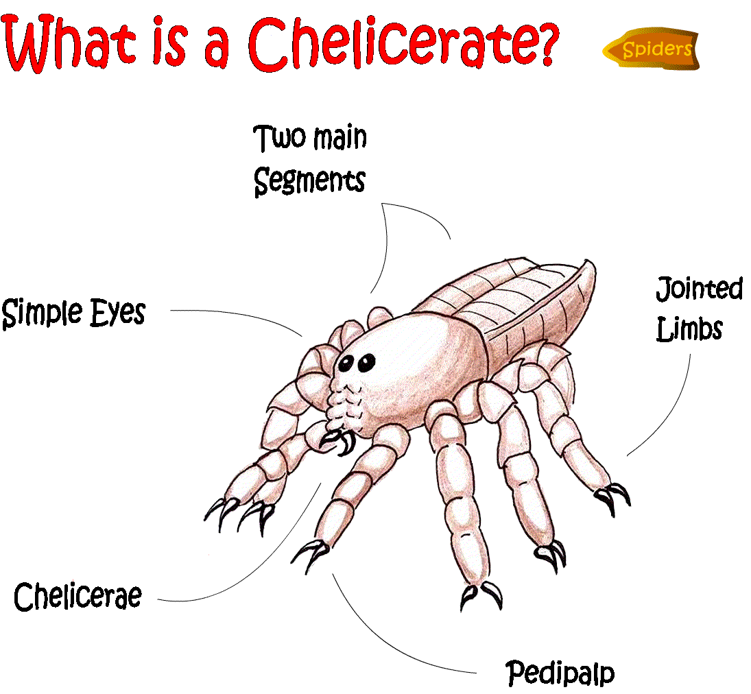what chelicerate